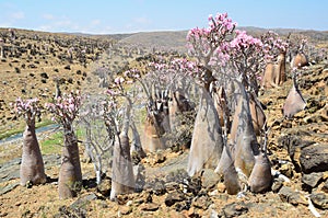 Plataforma sobre el isla de en una botella árboles 