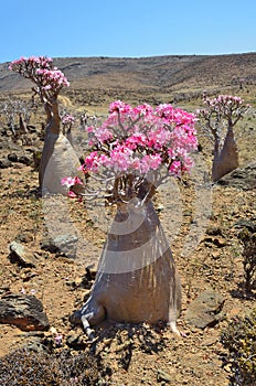 Plateau Mumi on the island of Socotra in Yemen, bottle trees