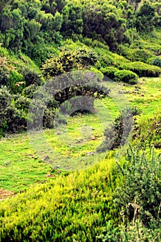 Plateau of Parque natural de Madeira