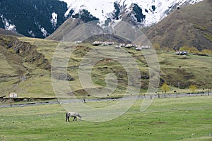 Plateau pasture