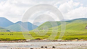 Plateau pasture full of sheep and yaks