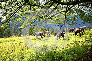 Plateau pastures and horses in Nyingchi, Tibet, China