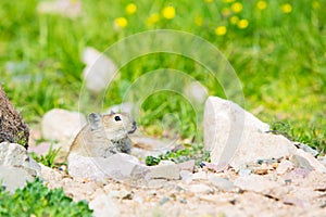 A plateau pika looks out curiously above the stone.