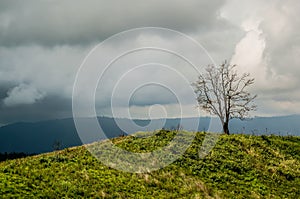 The plateau with several trees is in the mountains