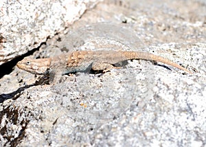 Plateau side-blotched lizard