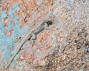 Plateau side-blotched lizard