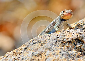 Plateau side-blotched lizard