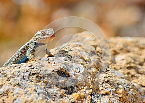 Plateau side-blotched lizard