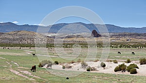 Plateaux in Argentina