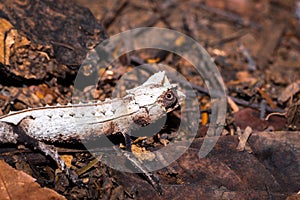 Plated leaf chameleon Brookesia stumpffi, walking on the ground, Madagascar