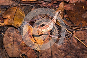 Plated leaf chameleon Brookesia stumpffi, walking on the ground, Madagascar