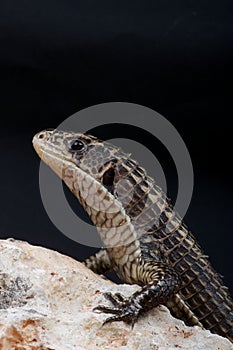 Plated lizard