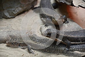 A Plated Lizard