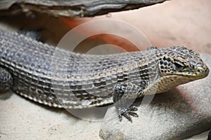 A Plated Lizard