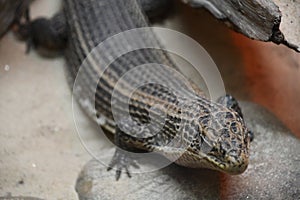 A Plated Lizard