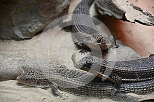 A Plated Lizard