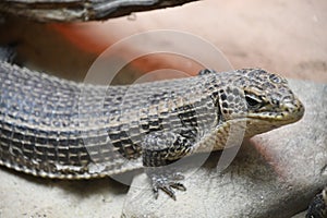A Plated Lizard