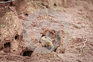 Plated lizard on a termite mount.