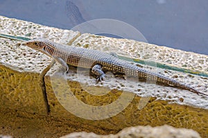 Plated lizzard in Loro Parque, Tenerife, Canary Islands