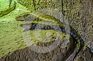 Plated lizzard in Loro Parque, Tenerife on Canary Islands