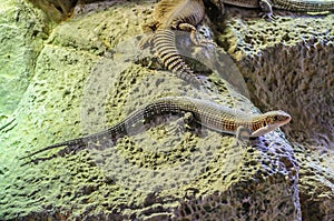 Plated lizzard in Loro Parque, Tenerife, Canary Islands.