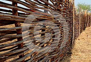 A plaited wooden fence protecting catlle against predators