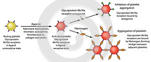 Platelet aggregation and inhibition