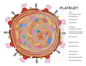 Platelet cell anatomy photo