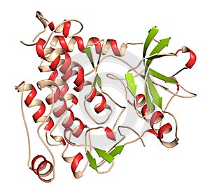 Platelet-derived growth factor receptor A (PDGFRA, kinase domain) protein. Target of anticancer monoclonal antibody olaratumab. 3D