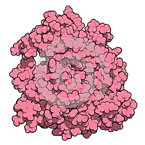 Platelet-derived growth factor receptor A (PDGFRA, kinase domain) protein. Target of anticancer monoclonal antibody olaratumab. 3D