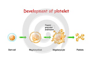 Platelet development. thrombocyte