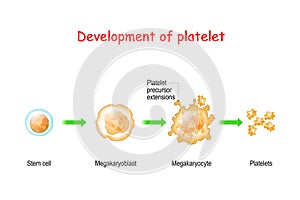 Platelet development. thrombocyte photo