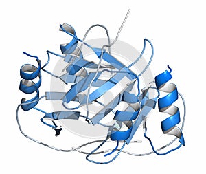 Platelet factor 4 PF-4 chemokine protein. 3D rendering, cartoon representation. N-to-C gradient coloring.