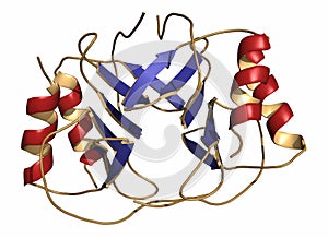 Platelet factor 4 (PF-4) chemokine protein