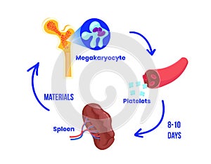 Platelet life circle. The life circle  of the thrombocyte from bone marrow to spleen