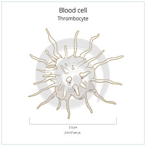Platelet thrombocyte blood cell vector