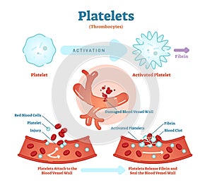 Platelets or thrombocyte activation fibrin in blood vessel vector illustration diagram. Anatomical blood scheme. photo