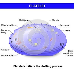 Platelets or thrombocytes photo