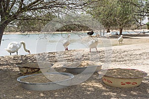 Plates with birds provender for geese and ducks in the sanctuary