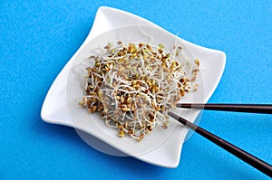 Plates of seeds germinated alfafa