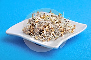 Plates of seeds germinated alfafa