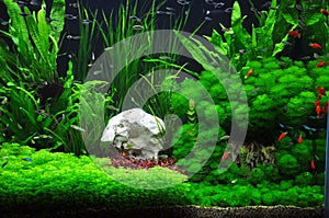 Platies, tetras and mollies in Aquascaping