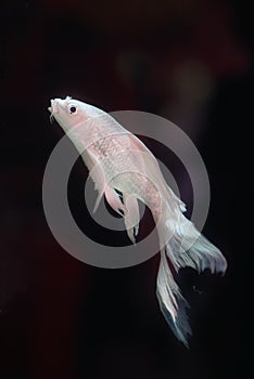 Platinum White Freshwater Angelfish `Pterophyllum scalare` Is the most common species of Pterophyllum kept in aquarium