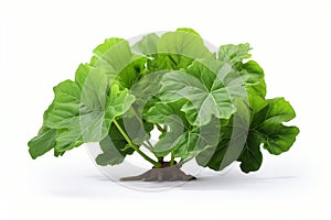 platonia isolated on white background