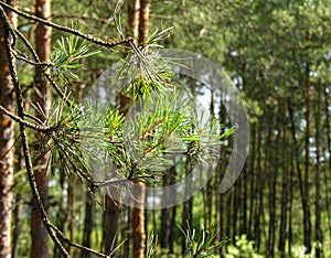 Platted spider web on a pine branch