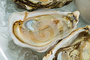 A platter of fresh organic raw oysters on ice