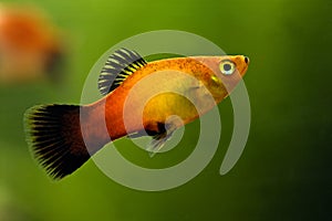 Platy closeup