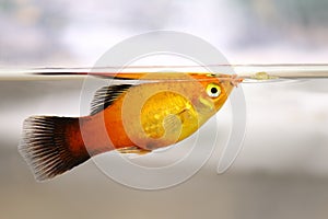 Platy eating fish flake food from service feeding aquarium fish