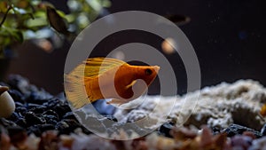 Platy fish in dark background, freshwater aquarium