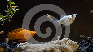 Platy fish in dark background, freshwater aquarium photo